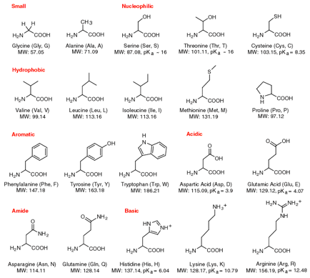 Description: http://matznerd.com/wp-content/uploads/2012/12/amino-acid-table1.gif